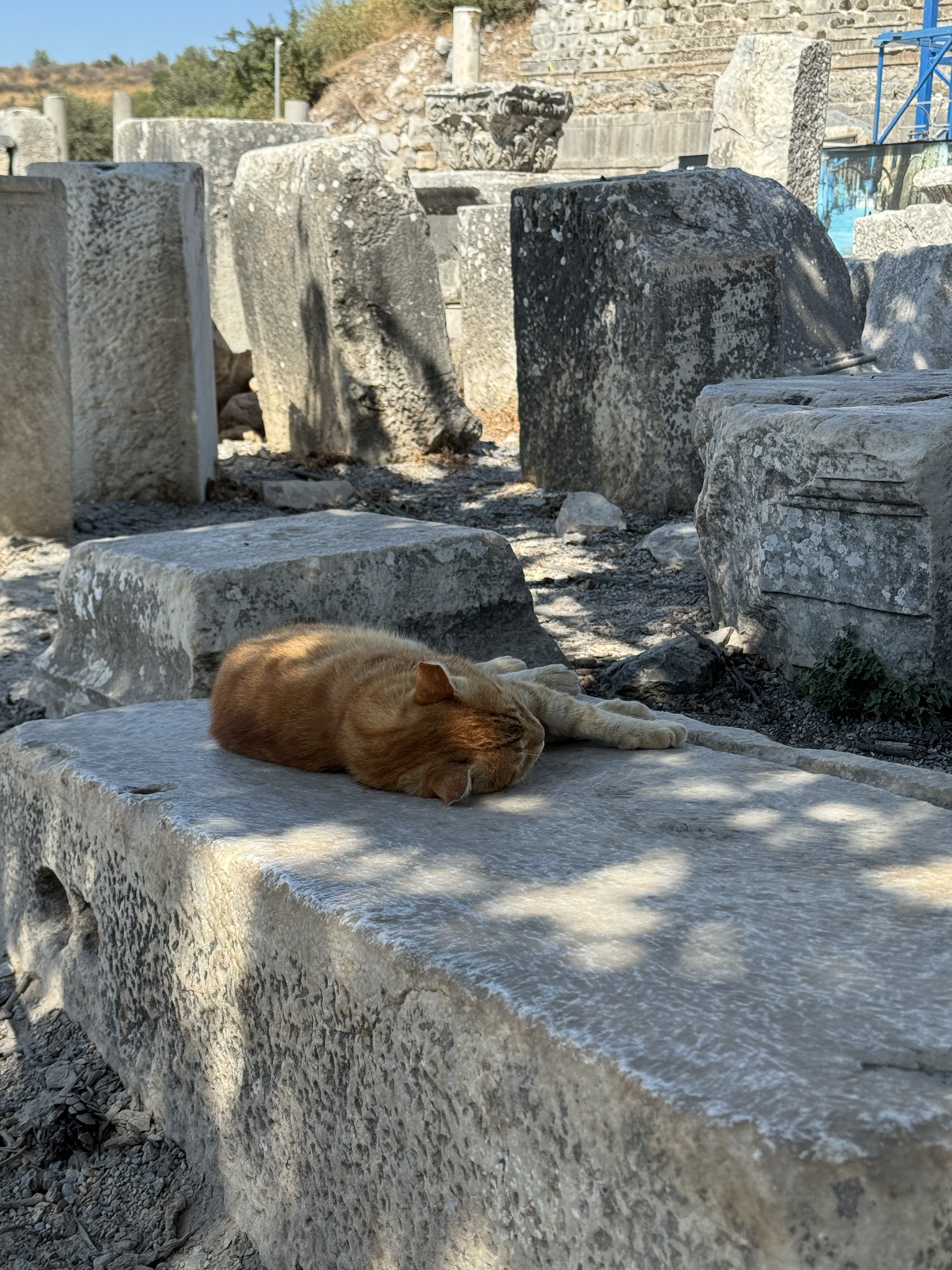 Efes'teki antik sütunların üzerinde uyuyan bir kedi